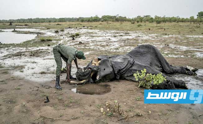 الجفاف الحاد يقتل فيلة منهكة في زيمبابوي