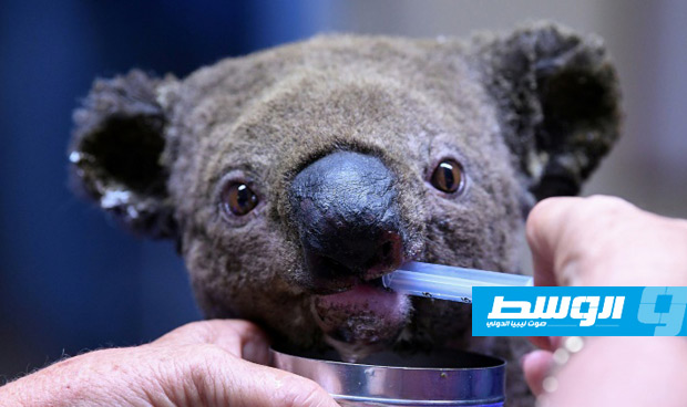 أستراليا تعلن: الكوالا حيوانات «مهددة بالانقراض»