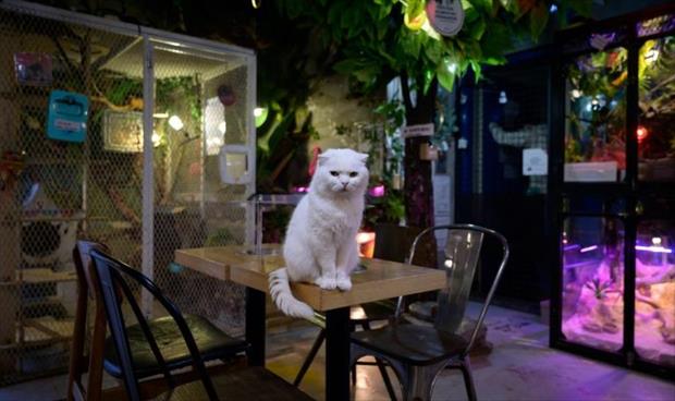 الزبائن هجروا «مقاهي الحيوانات» في كوريا الجنوبية