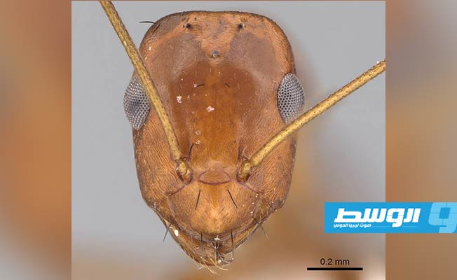 صورة مكبرة للنملة المكتشفة (بوابة الوسط)
