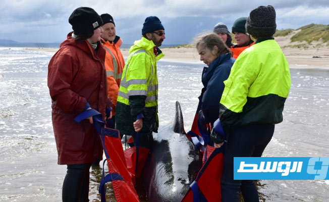 أستراليا: جهود لإزالة جيف الحيتان النافقة