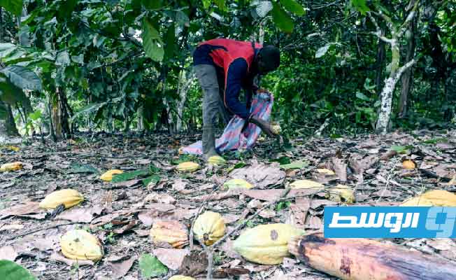 غزارة الأمطار غير المألوفة في ساحل العاج قد تؤدي إلى شحّ في محاصيل الكاكاو
