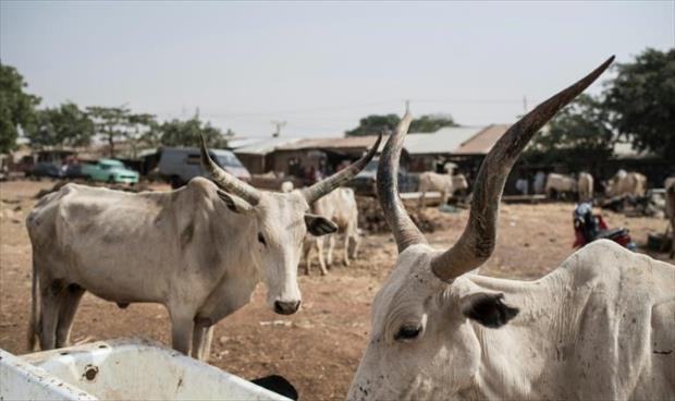 26 قتيلاً في هجمــات إجـرامية للصوص ماشية شــمال نيجـــيريا
