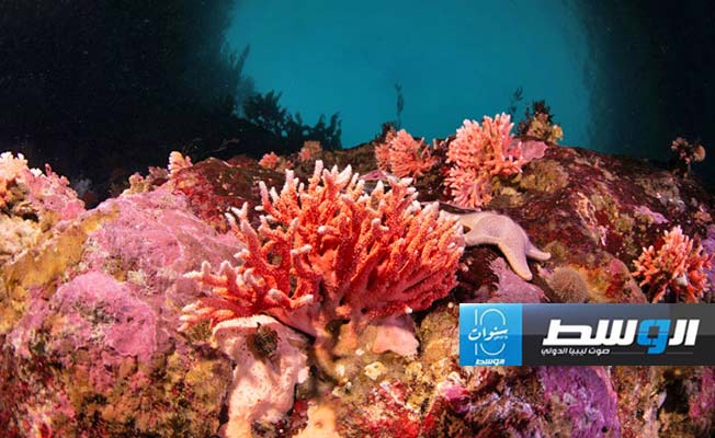 اكتشاف نوع من المرجان الأحمر في مكان هو الأقل عمقًا على الإطلاق