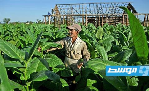 %2 ارتفاعا في صادرات السيجار الكوبي خلال 2022