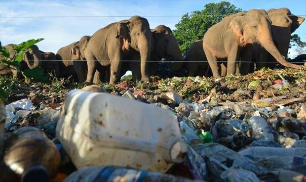 سريلانكا تسعى لمنع الفيلة من تناول البلاستيك