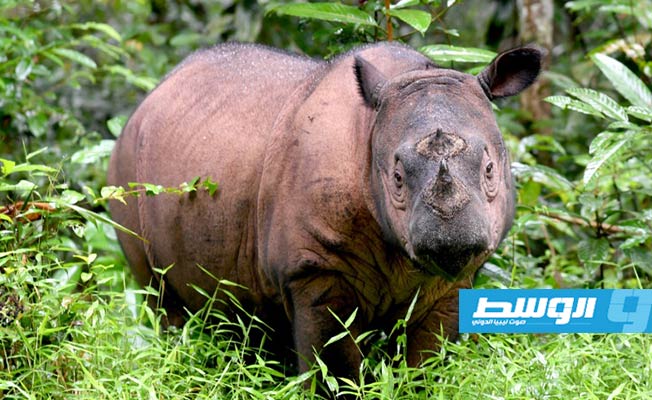 ماليزيا تفقد آخر وحيد قرن سومطري ذكر