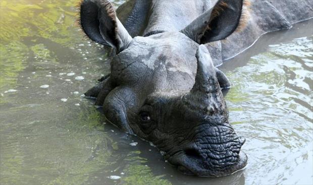 أعداد حيوانات وحيد القرن ترتفع في نيبال