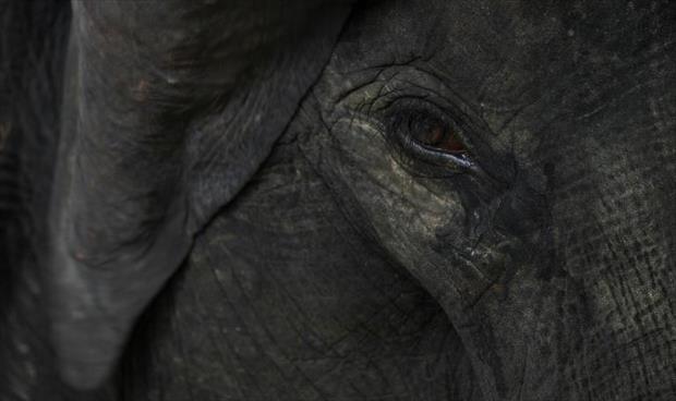 شاحنة تقتل أنثى فيل مهددة بالانقراض في ماليزيا