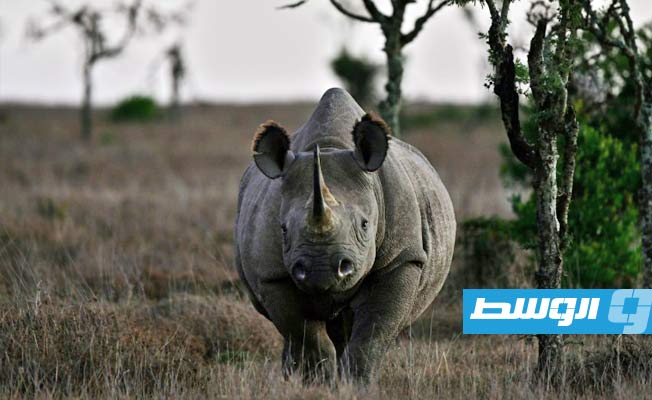 مستثمرو وول ستريت يدعمون مشروع إنقاذ وحيد القرن بجنوب أفريقيا