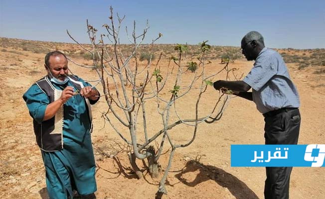 «فاو»: إنتاج ليبيا الزراعي يتأثر سلبا بارتفاع أسعار البذور والوقود وصعوبة توفير المياه