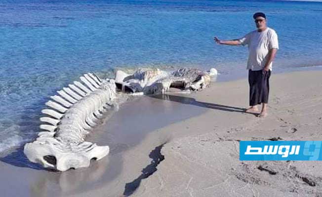 الكشف عن سبب نفوق الحوت الزعنفي في سواحل ليبيا