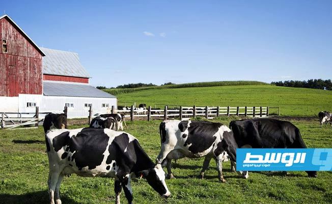 الفوز بالرئاسة الأميركية يمر عبر مزارع البقر في ويسكونسن