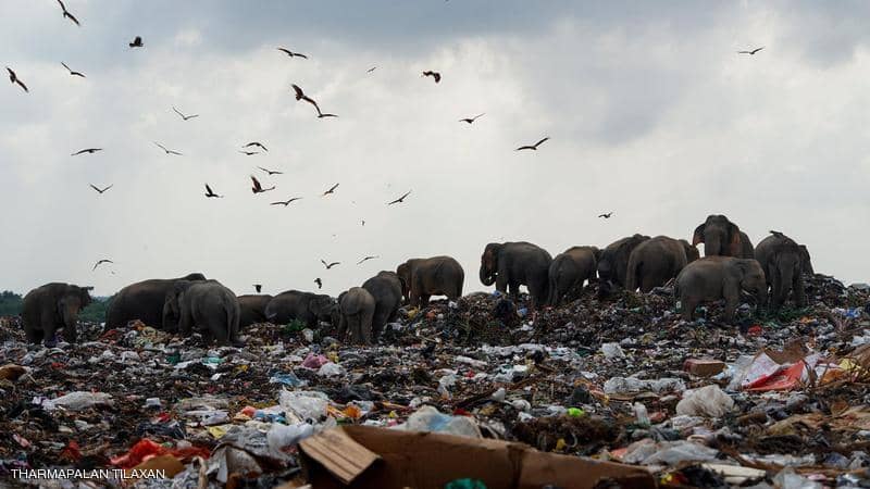 أفيال تأكل القمامة في سريلانكا