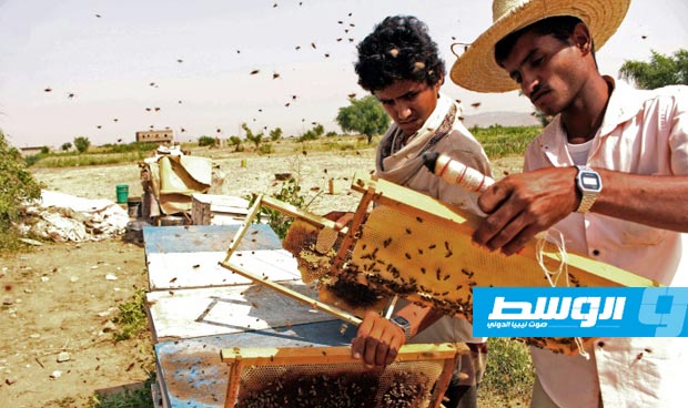 بالفيديو.. العسل اليمني يعاني من مرارة الحرب