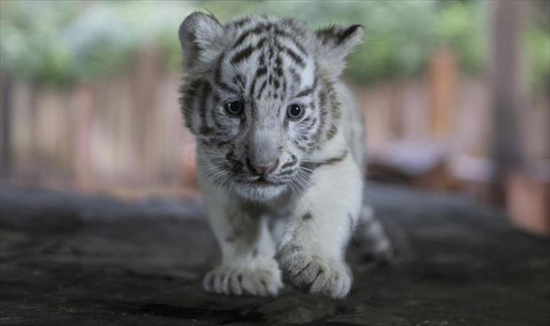 الصين تقع بغرام ثلاثة توائم من النمور البيضاء