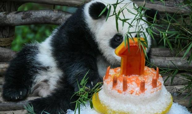 باندا يحتفل بعيد ميلاده الأول في حديقة حيوانات ماليزية