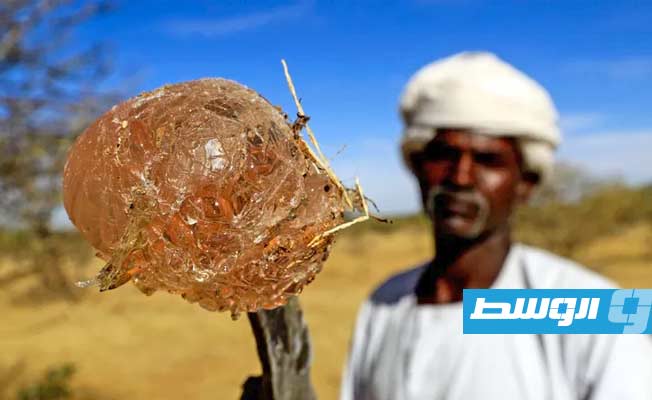 الصمغ العربي المنتج السوداني المستخدم في سلع عدة في العالم مهدّد جرّاء الحرب
