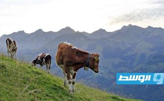 هل دقت ساعة زوال أجراس الأبقار في الريف السويسري؟