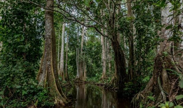 ثلث أنواع الأشجار في العالم مهددة بالانقراض