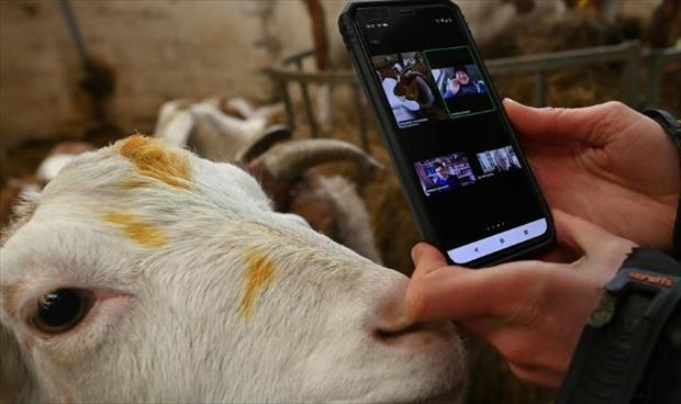 مكالمات الفيديو مع الماعز تساهم في إنعاش نشاط مزرعة بريطانية