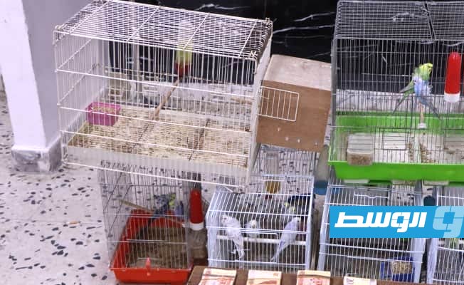موظف الكاشير سرق خزينة المحل ليشتري طيور زينة بطرابلس (صور)