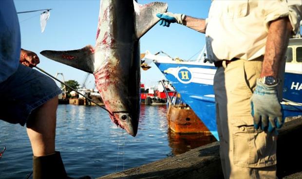 أسماك القرش مهددة بالاندثار بسبب شهية البشر