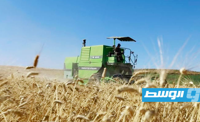 تونس ترفع سعر شراء القمح المحلي وتخطط للاكتفاء الذاتي