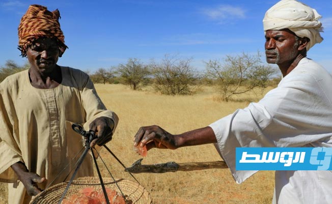 رغم الظروف المناخية القاسية.. منتجو الصمغ العربي في السودان يتمسكون بزراعته وسط التحديات