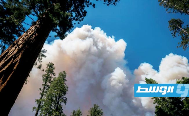 كاليفورنيا تعلن نجاة أشجار السيكويا العملاقة من الحريق