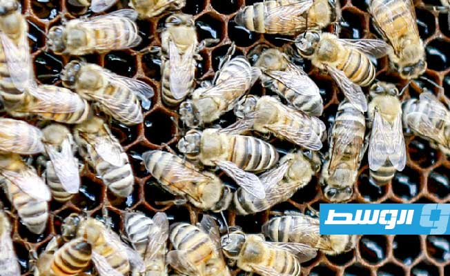 ارتفاع متواصل في إنتاج العسل الأردني مع زيادة الطلب خلال الجائحة