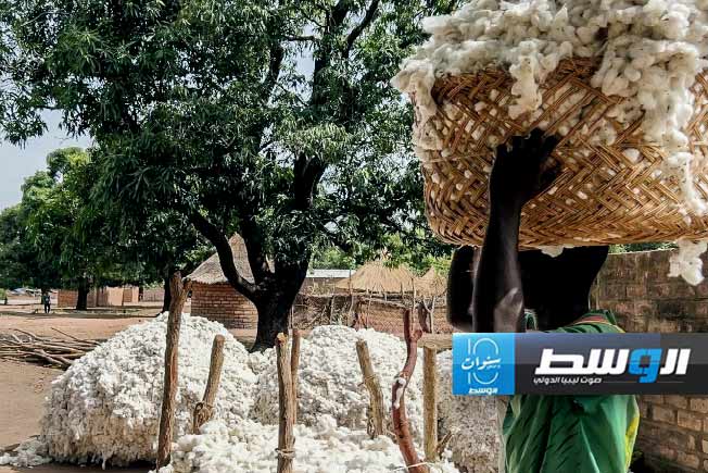 مزارعو القطن في جنوب تشاد بين سندان المناخ ومطرقة السياسة