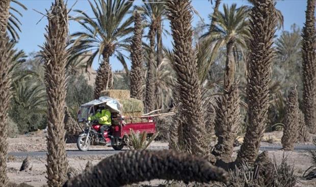 «فرانس برس»: الواحات المغربية تواجه خطر الزوال نتيجة الجفاف