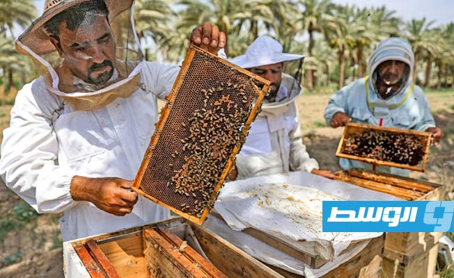 النحل يعاند الجفاف لإنتاج العسل في العراق