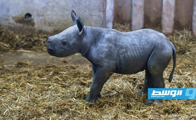 حديقة حيوانات فرنسية تشهد ولادة حيوان «مهدد»