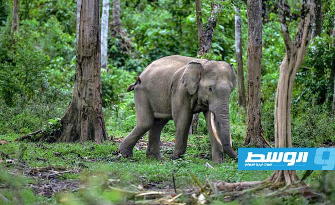 فيل بلا رأس في جزيرة سومطرة