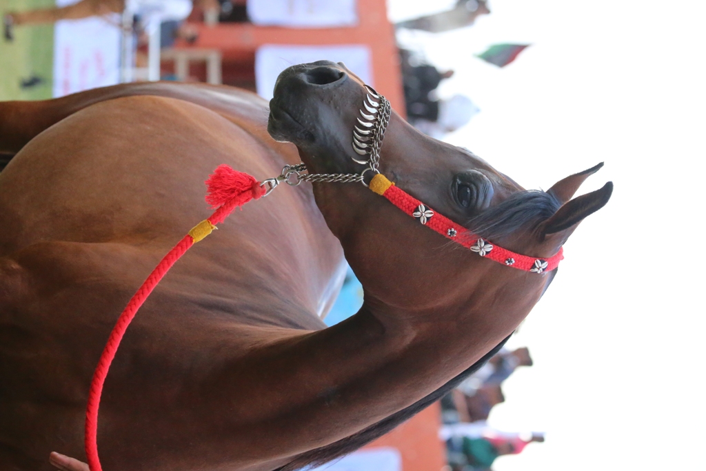 بالصور: نجاح مهرجان الخيول العربية في بنغازي