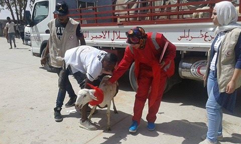 الهلال الأحمر يوزع أكثر من 100 أضحية على العائلات المحتاجة في طرابلس