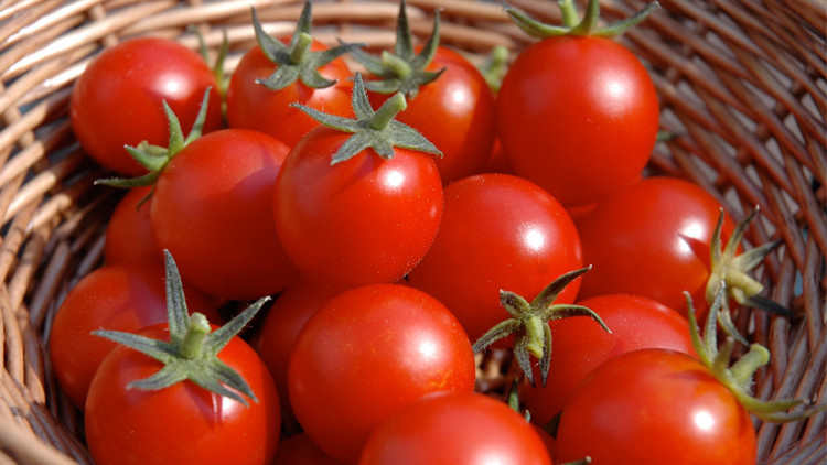 الطماطم تحارب سرطان المعدة