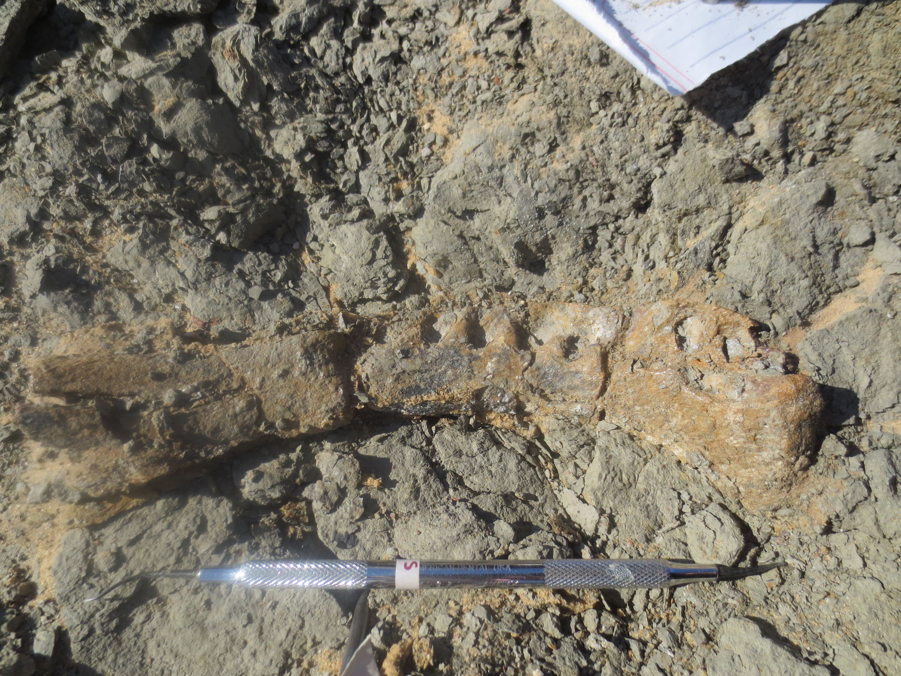 ديناصور مصري يذهل العلماء.. إليك السر (صورة)