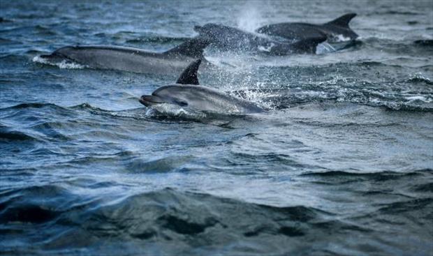 الجائحة تعيد الدلافين إلى مياه لشبونة