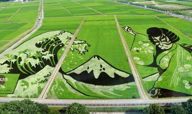 تحفة فنية في حقل من الأرز احتفاء بالألعاب الأولمبية باليابان