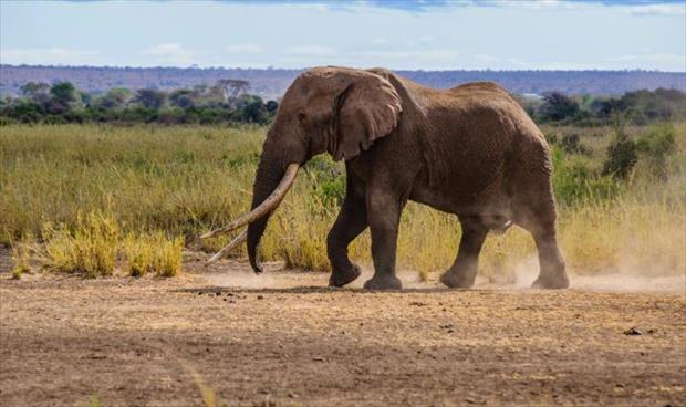 نفوق واحد من آخر فيلة أفريقيا ذات الأنياب العملاقة