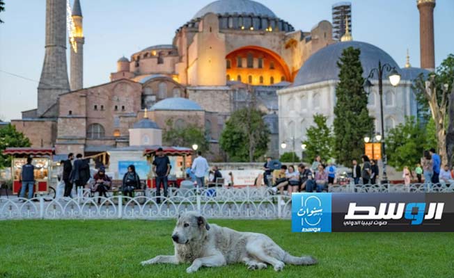 تركيا تسعى إلى ضبط الكلاب الشاردة بعد تكاثر ضحايا هجماتها