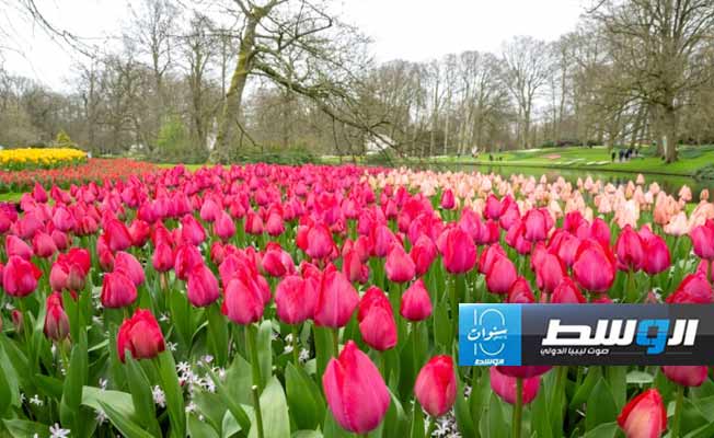 أكبر حديقة للتوليب في العالم تحتفل بالذكرى الخامسة والسبعين لتأسيسها في هولندا