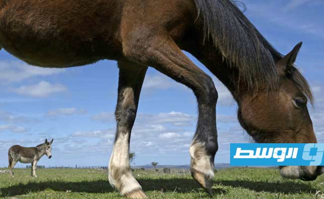 منظمة بالأوروغواي تنقذ الخيول من أطباق موائد الفرنسيين