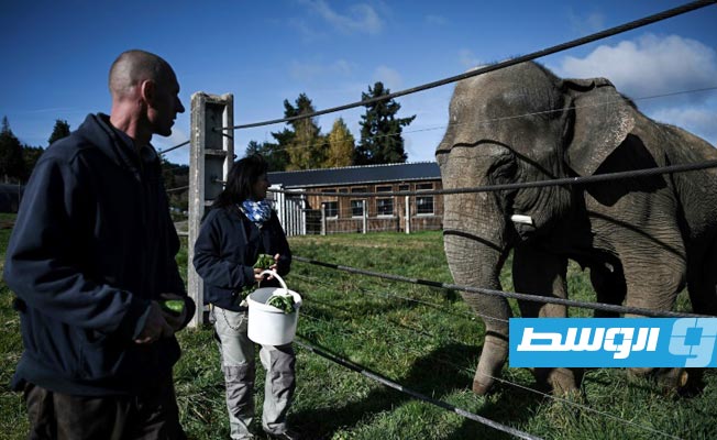مأوى لفيلة السيرك «المتقاعدة» في فرنسا
