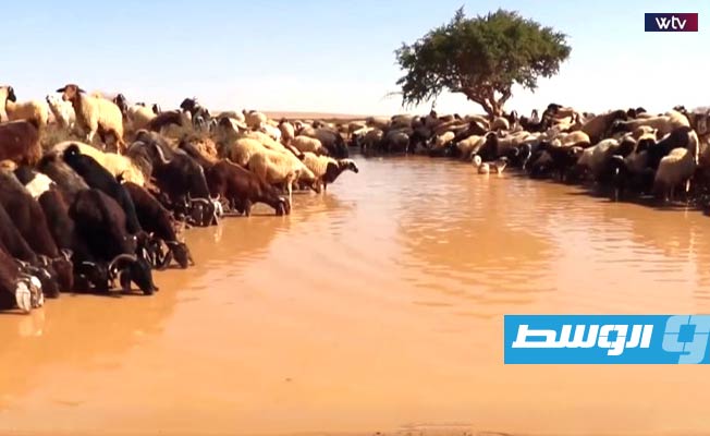 شاهد في «هنا ليبيا»: أمراض تهدد حياة الحيوانات في الجبل الأخضر
