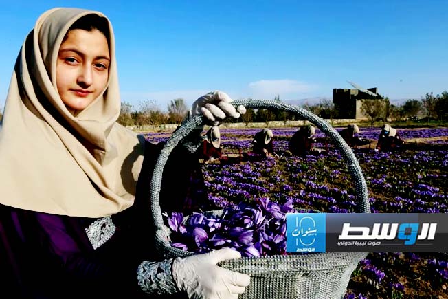 حصاد الذهب: النساء الأفغانيات يزرعن الأمل من خيوط الزعفران