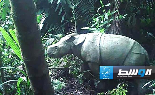 رصد عينة نادرة من حيوانات وحيد القرن الجاوي في محمية إندونيسية